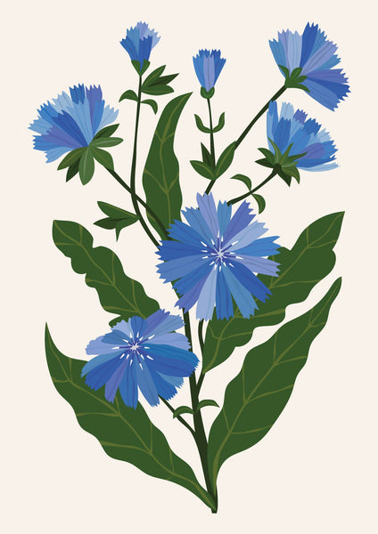 'Chicory' Art Print