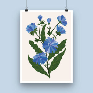 'Chicory' Art Print
